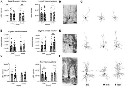 Neuroanatomical and neurochemical effects of prolonged social isolation in adult mice